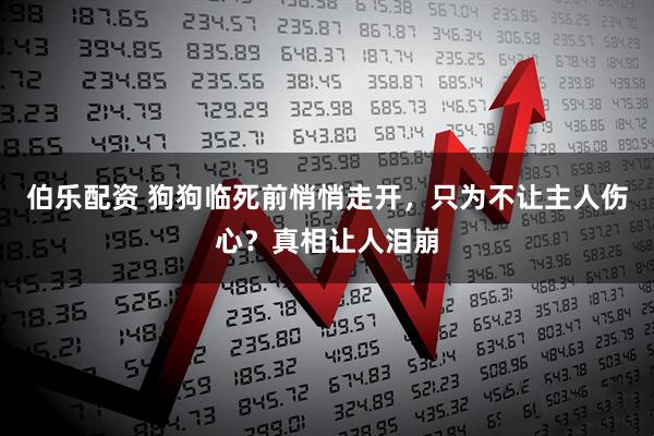 伯乐配资 狗狗临死前悄悄走开，只为不让主人伤心？真相让人泪崩
